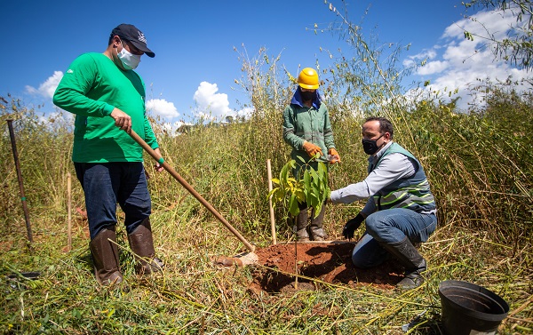 Universidade desenvolve tecnologia para recuperar espécies vegetais em Brumadinho