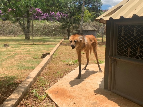 Criadouro Científico da CBMM tem 3 novos animais com limitações físicas