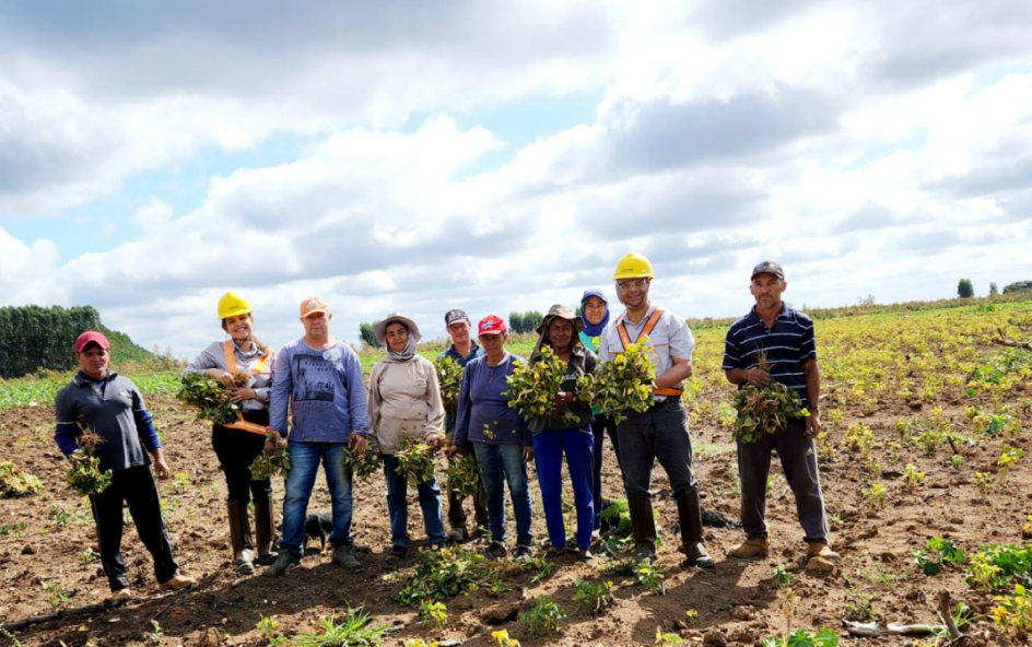 Famílias comemoram 1ª colheita nas terras da Aperam BioEnergia