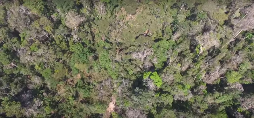 Vale produz documentário sobre Reserva Natural no Espírito Santo